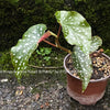 Angel Wings Begonia "Good 'N Plenty", organically grown tropical plants for sale at TOMs FLOWer CLUB.