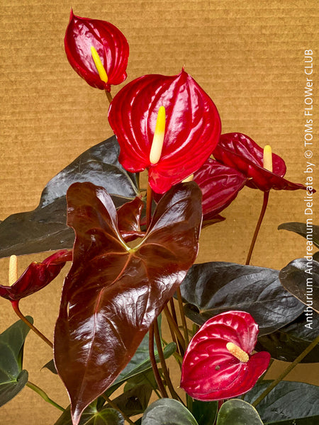 Full view of Anthurium Andreanum Delicata in a decorative pot, featuring lush deep green to burgundy leaves and several dark red flowers. Available for sale at TOMs FLOWer CLUB.