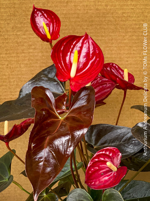 anthurium di amaro Anthurium Andreanum Delicata | organically grown tropical plants for sale