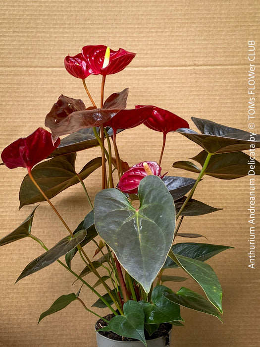 anthurium delicia Anthurium Andreanum Delicata | organically grown tropical plants for sale
