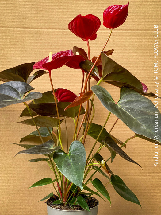 anthurium delicata Anthurium Andreanum Delicata