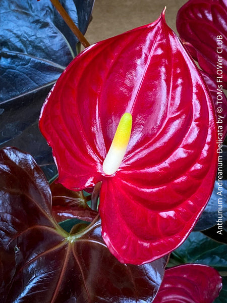 Detailed shot of the deep green to burgundy-colored leaves of Anthurium Andreanum Delicata, highlighting its artistic and decorative foliage. Available for sale at TOMs FLOWer CLUB.