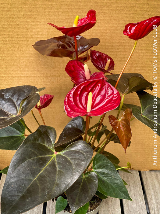 anthurium andreanum cats Anthurium Andreanum Delicata