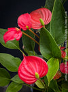 Anthurium ‘Million Flowers Red’ with glossy dark-green leaves, bright red flower spathes and yellow spadices, available for sale at TOMs FLOWer CLUB, Zurich, Switzerland.