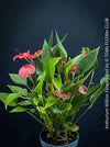 Anthurium ‘Million Flowers Red’ with glossy dark-green leaves, bright red flower spathes and yellow spadices, available for sale at TOMs FLOWer CLUB, Zurich, Switzerland.