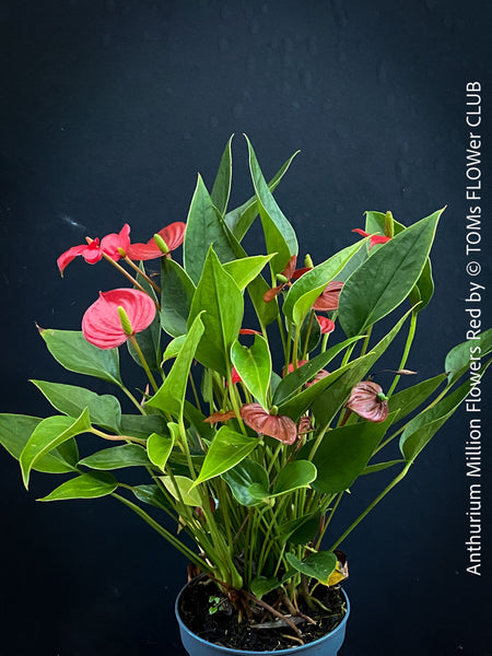Anthurium ‘Million Flowers Red’ with glossy dark-green leaves, bright red flower spathes and yellow spadices, available for sale at TOMs FLOWer CLUB, Zurich, Switzerland.