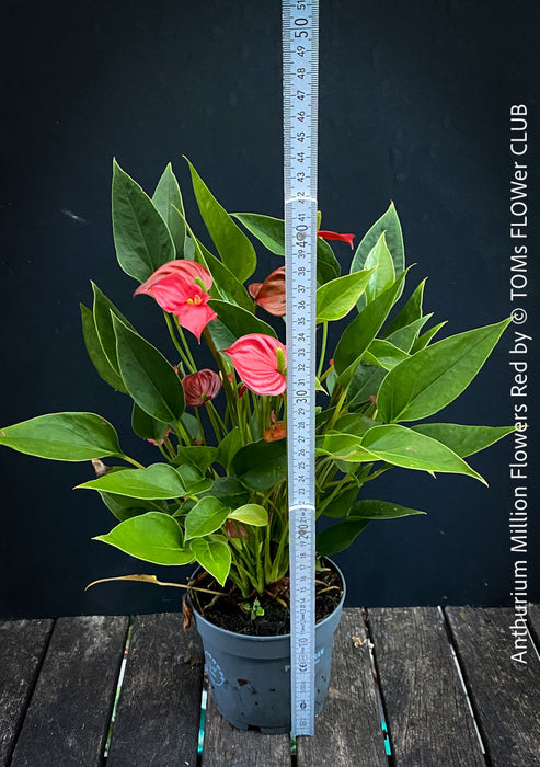 Anthurium ‘Million Flowers Red’ with glossy dark-green leaves, bright red flower spathes and yellow spadices, available for sale at TOMs FLOWer CLUB, Zurich, Switzerland.