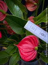 Anthurium ‘Million Flowers Red’ with glossy dark-green leaves, bright red flower spathes and yellow spadices, available for sale at TOMs FLOWer CLUB, Zurich, Switzerland.