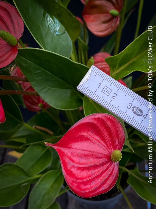 Anthurium ‘Million Flowers Red’ with glossy dark-green leaves, bright red flower spathes and yellow spadices, available for sale at TOMs FLOWer CLUB, Zurich, Switzerland.