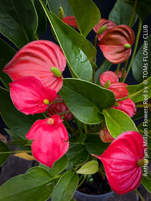 Anthurium ‘Million Flowers Red’ with glossy dark-green leaves, bright red flower spathes and yellow spadices, available for sale at TOMs FLOWer CLUB, Zurich, Switzerland.