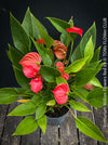 Anthurium ‘Million Flowers Red’ with glossy dark-green leaves, bright red flower spathes and yellow spadices, available for sale at TOMs FLOWer CLUB, Zurich, Switzerland.