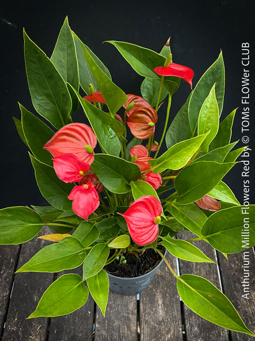 Anthurium ‘Million Flowers Red’ with glossy dark-green leaves, bright red flower spathes and yellow spadices, available for sale at TOMs FLOWer CLUB, Zurich, Switzerland.