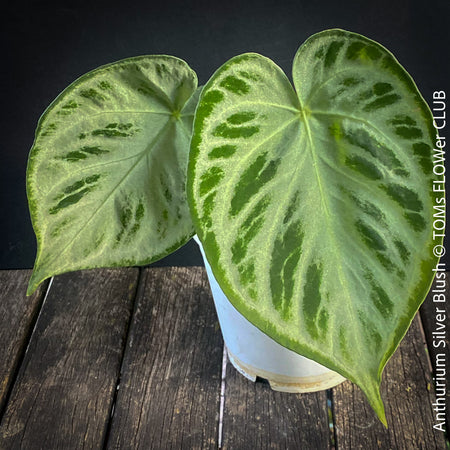 Anthurium Silver Blush, organically grown tropical plants for sale at TOMs FLOWer CLUB.