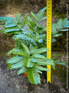 Shade loving variegated fern with glossy leaves TOMs FLOWer CLUB