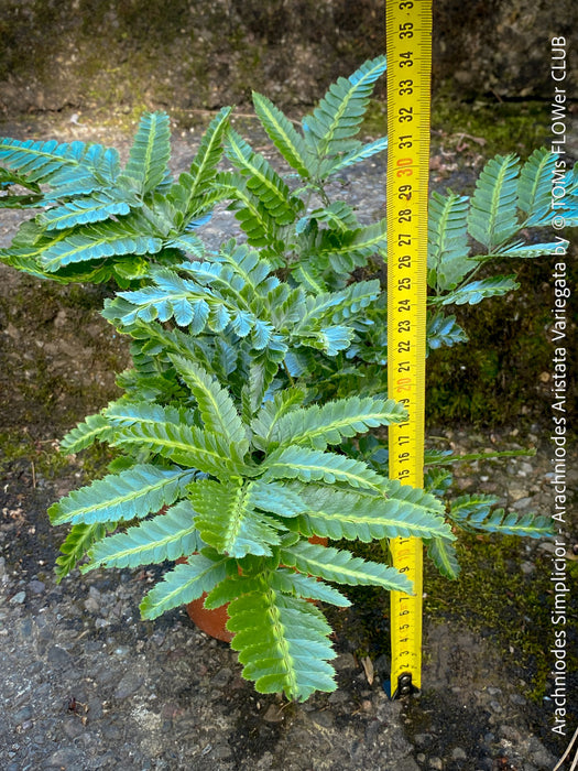 Shade loving variegated fern with glossy leaves TOMs FLOWer CLUB