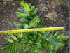 Collector fern Arachniodes simplicior variegata plant TOMs FLOWer CLUB