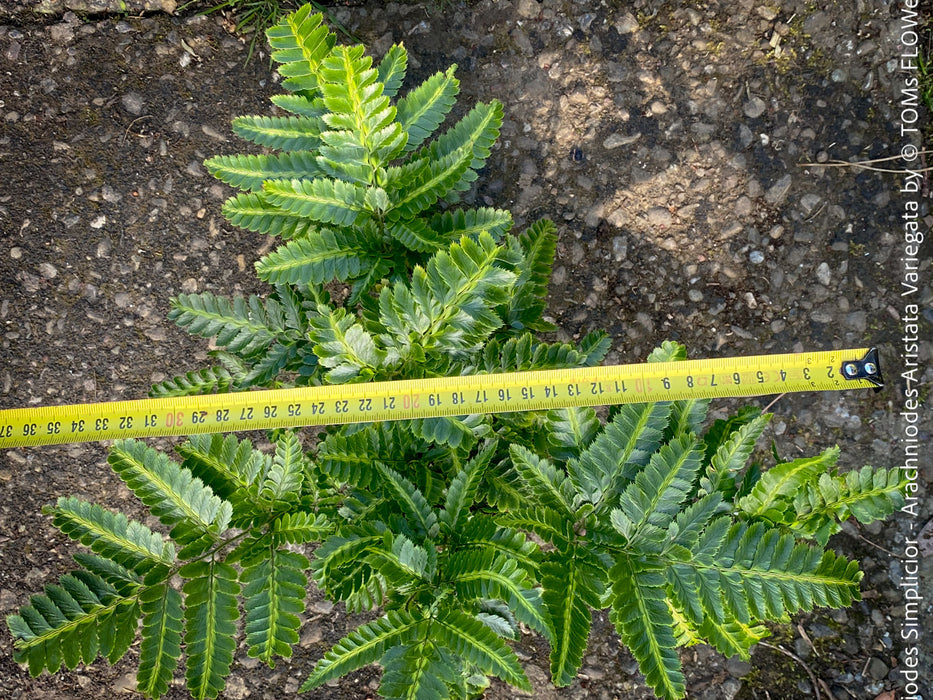 Collector fern Arachniodes simplicior variegata plant TOMs FLOWer CLUB