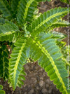 Rare Arachniodes aristata variegata fern indoor plant TOMs FLOWer CLUB