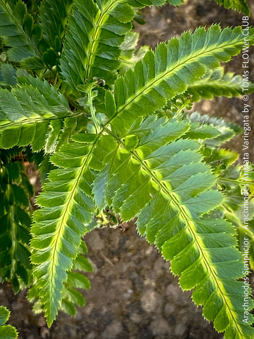 Rare Arachniodes aristata variegata fern indoor plant TOMs FLOWer CLUB