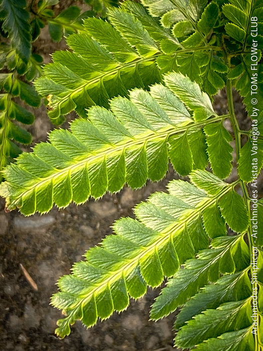Structured variegated fern plant in pot TOMs FLOWer CLUB