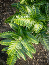 Arachniodes simplicior variegata fern for sale at TOMs FLOWer CLUB