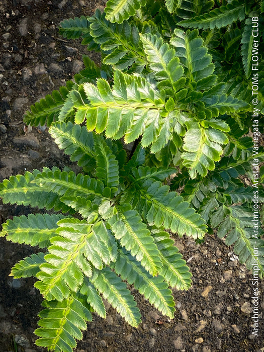 Arachniodes simplicior variegata fern for sale at TOMs FLOWer CLUB