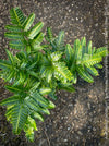 Variegated holly fern green and cream leaves close up TOMs FLOWer CLUB