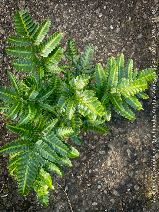 Variegated holly fern green and cream leaves close up TOMs FLOWer CLUB