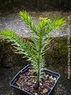 Araucaria Araucana, Andentanne, chilenische Schmucktanne, Affenbaum, monkey puzzle tree, monkey tail tree, piñonero, pewen or Chilean pine, organically grown plants for sale at TOMs FLOWer CLUB