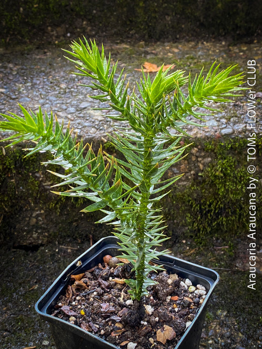 Araucaria Araucana, Andentanne, chilenische Schmucktanne, Affenbaum, monkey puzzle tree, monkey tail tree, piñonero, pewen or Chilean pine, organically grown plants for sale at TOMs FLOWer CLUB