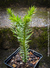 Araucaria Araucana, Andentanne, chilenische Schmucktanne, Affenbaum, monkey puzzle tree, monkey tail tree, piñonero, pewen or Chilean pine, organically grown plants for sale at TOMs FLOWer CLUB