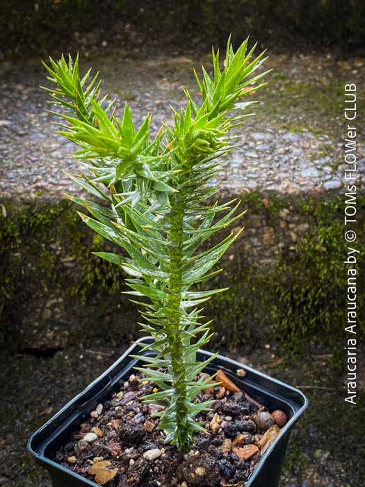 Araucaria Araucana, Andentanne, chilenische Schmucktanne, Affenbaum, monkey puzzle tree, monkey tail tree, piñonero, pewen or Chilean pine, organically grown plants for sale at TOMs FLOWer CLUB
