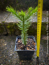Araucaria Araucana, Andentanne, chilenische Schmucktanne, Affenbaum, monkey puzzle tree, monkey tail tree, piñonero, pewen or Chilean pine, organically grown plants for sale at TOMs FLOWer CLUB