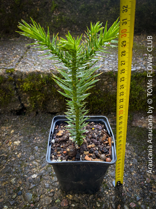 Araucaria Araucana, Andentanne, chilenische Schmucktanne, Affenbaum, monkey puzzle tree, monkey tail tree, piñonero, pewen or Chilean pine, organically grown plants for sale at TOMs FLOWer CLUB
