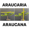Araucaria Araucana, Andentanne, chilenische Schmucktanne, Affenbaum, monkey puzzle tree, monkey tail tree, piñonero, pewen or Chilean pine, organically grown plants for sale at TOMs FLOWer CLUB
