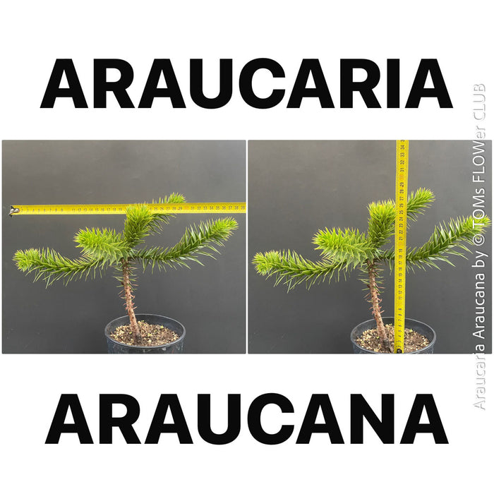Araucaria Araucana, Andentanne, chilenische Schmucktanne, Affenbaum, monkey puzzle tree, monkey tail tree, piñonero, pewen or Chilean pine, organically grown plants for sale at TOMs FLOWer CLUB