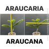 Araucaria Araucana, Andentanne, chilenische Schmucktanne, Affenbaum, monkey puzzle tree, monkey tail tree, piñonero, pewen or Chilean pine, organically grown plants for sale at TOMs FLOWer CLUB