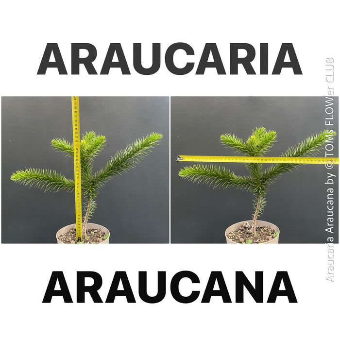 Araucaria Araucana, Andentanne, chilenische Schmucktanne, Affenbaum, monkey puzzle tree, monkey tail tree, piñonero, pewen or Chilean pine, organically grown plants for sale at TOMs FLOWer CLUB