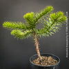 Araucaria Araucana, Andentanne, chilenische Schmucktanne, Affenbaum, monkey puzzle tree, monkey tail tree, piñonero, pewen or Chilean pine, organically grown plants for sale at TOMs FLOWer CLUB