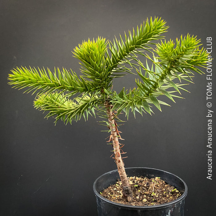 Araucaria Araucana, Andentanne, chilenische Schmucktanne, Affenbaum, monkey puzzle tree, monkey tail tree, piñonero, pewen or Chilean pine, organically grown plants for sale at TOMs FLOWer CLUB