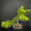 Araucaria Araucana, Andentanne, chilenische Schmucktanne, Affenbaum, monkey puzzle tree, monkey tail tree, piñonero, pewen or Chilean pine, organically grown plants for sale at TOMs FLOWer CLUB