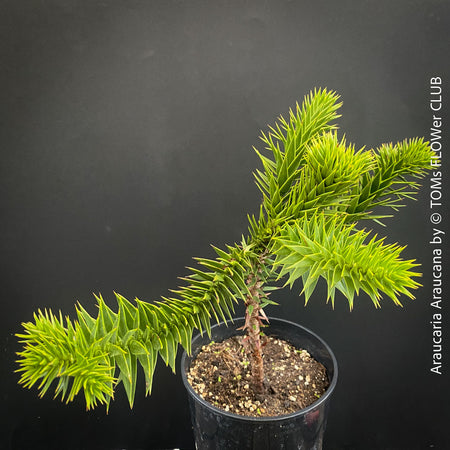 Araucaria Araucana, Andentanne, chilenische Schmucktanne, Affenbaum, monkey puzzle tree, monkey tail tree, piñonero, pewen or Chilean pine, organically grown plants for sale at TOMs FLOWer CLUB