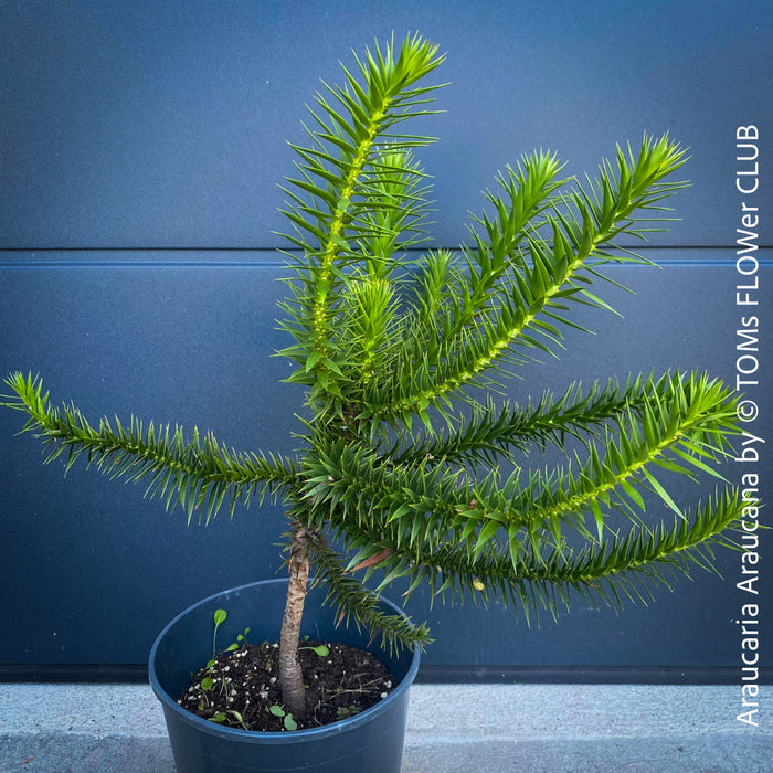 Araucaria Araucana, Andentanne, chilenische Schmucktanne, Affenbaum, monkey puzzle tree, monkey tail tree, piñonero, pewen or Chilean pine, organically grown plants for sale at TOMs FLOWer CLUB