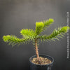 Araucaria Araucana, Andentanne, chilenische Schmucktanne, Affenbaum, monkey puzzle tree, monkey tail tree, piñonero, pewen or Chilean pine, organically grown plants for sale at TOMs FLOWer CLUB