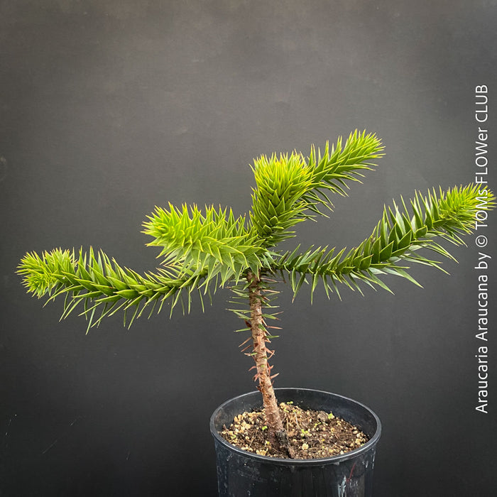 Araucaria Araucana, Andentanne, chilenische Schmucktanne, Affenbaum, monkey puzzle tree, monkey tail tree, piñonero, pewen or Chilean pine, organically grown plants for sale at TOMs FLOWer CLUB