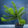 Araucaria Araucana, Andentanne, chilenische Schmucktanne, Affenbaum, monkey puzzle tree, monkey tail tree, piñonero, pewen or Chilean pine, organically grown plants for sale at TOMs FLOWer CLUB