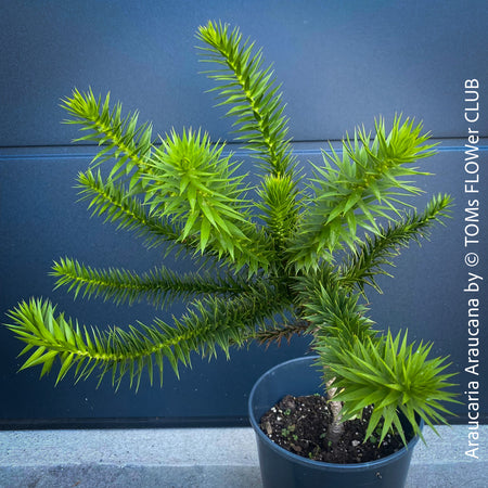 Araucaria Araucana, Andentanne, chilenische Schmucktanne, Affenbaum, monkey puzzle tree, monkey tail tree, piñonero, pewen or Chilean pine, organically grown plants for sale at TOMs FLOWer CLUB