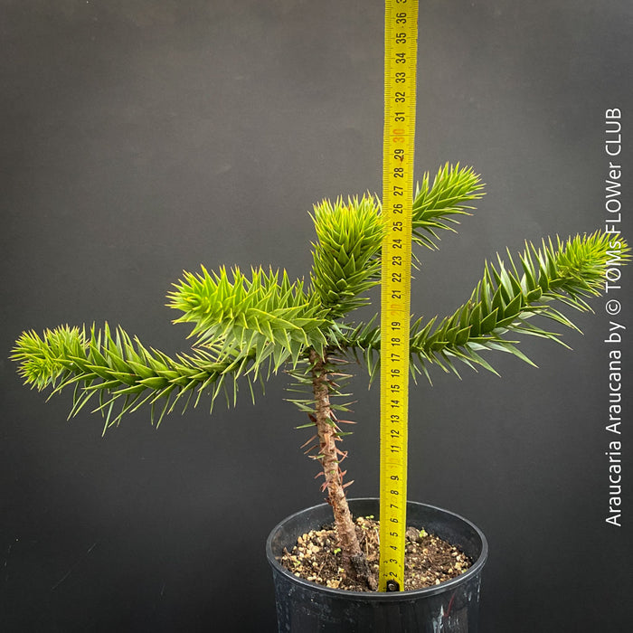 Araucaria Araucana, Andentanne, chilenische Schmucktanne, Affenbaum, monkey puzzle tree, monkey tail tree, piñonero, pewen or Chilean pine, organically grown plants for sale at TOMs FLOWer CLUB