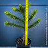 Araucaria Araucana, Andentanne, chilenische Schmucktanne, Affenbaum, monkey puzzle tree, monkey tail tree, piñonero, pewen or Chilean pine, organically grown plants for sale at TOMs FLOWer CLUB