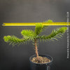 Araucaria Araucana, Andentanne, chilenische Schmucktanne, Affenbaum, monkey puzzle tree, monkey tail tree, piñonero, pewen or Chilean pine, organically grown plants for sale at TOMs FLOWer CLUB